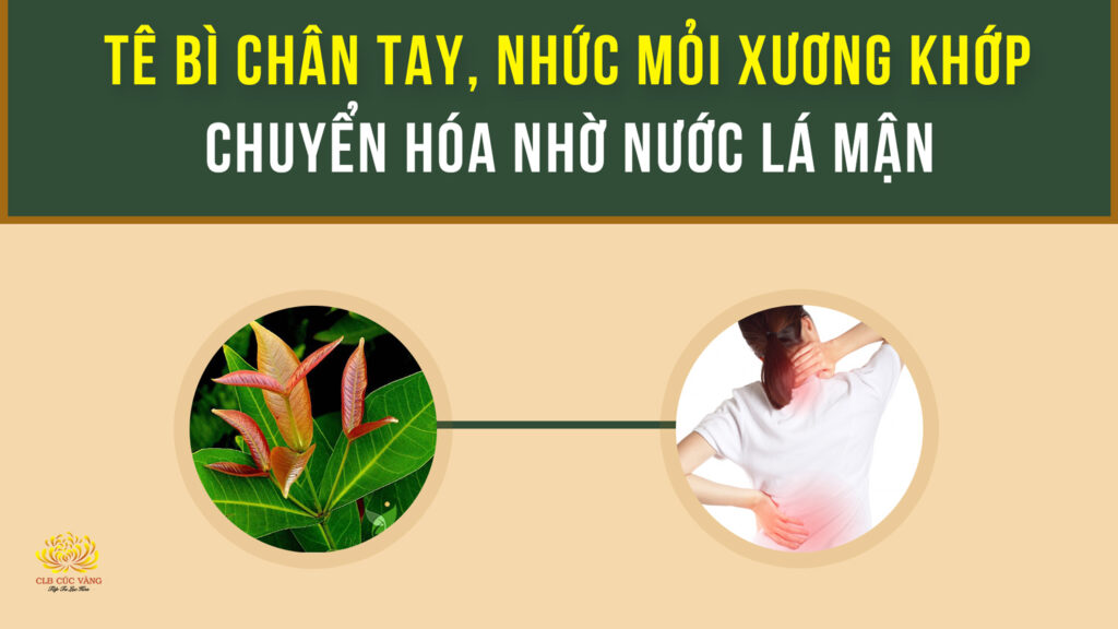 Chuyển hóa tê bì chân tay (tai biến nhẹ), nhức mỏi xương khớp nhờ uống nước lá mận